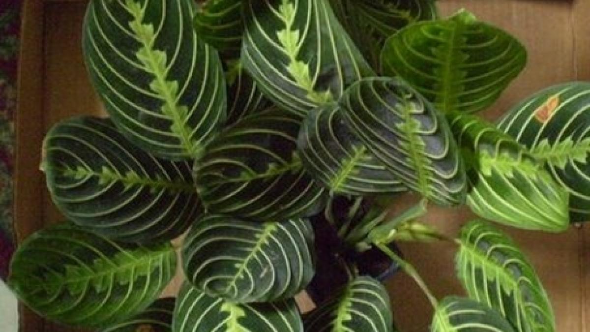 un barbat din gorj si a deschis o plantatie online