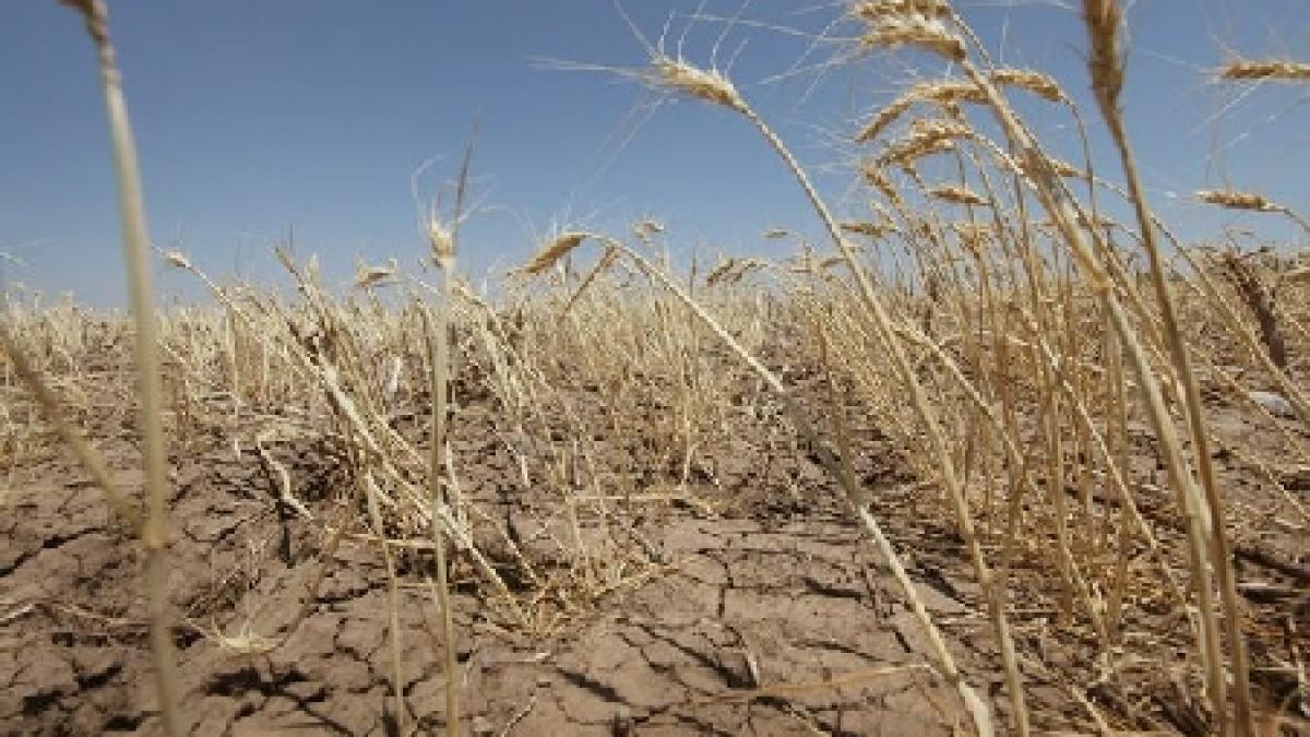 romania fermierii vor scumpi produsele cu pana la 20 la suta din cauza secetei