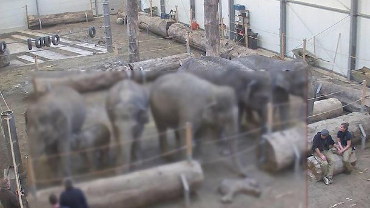 fotografia care va sfasia sufletul oricarei mame o lume intreaga impresionata de aceste imagini