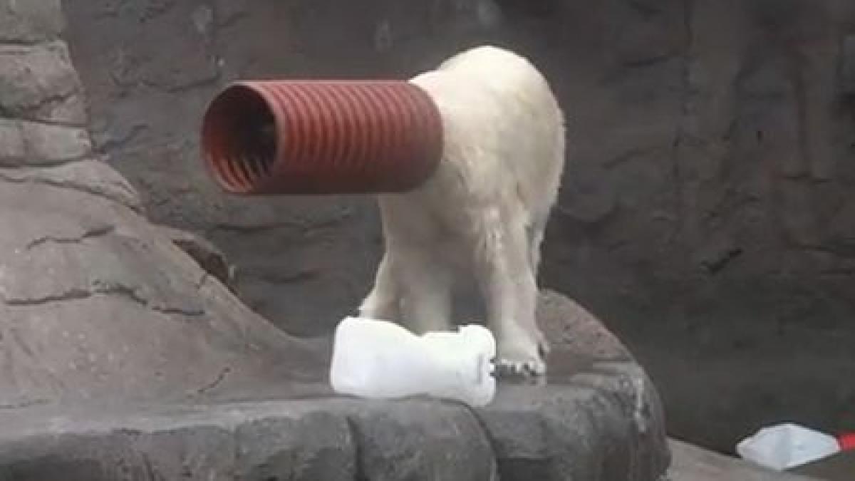 faceti cunostinta cu milak ursul polar care adora sa va faca sa radeti