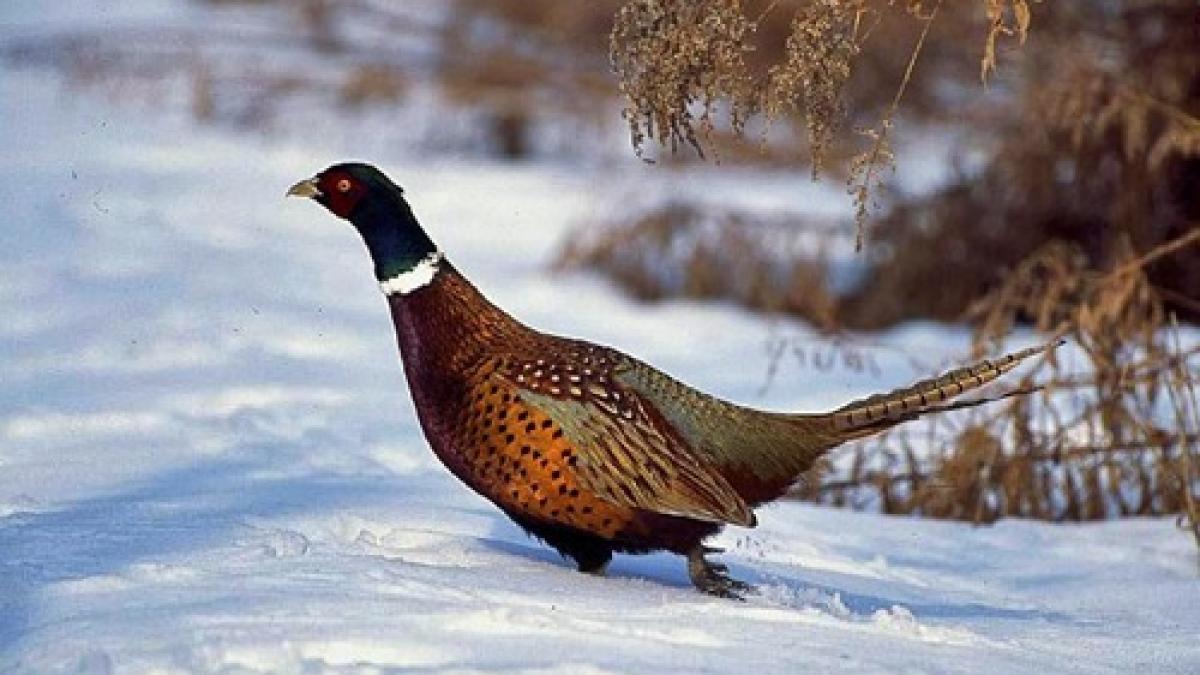 sezonul de vanatoare este in plina desfasurare in romania