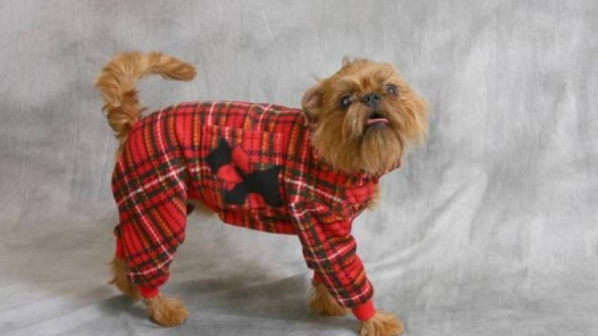 vezi aici cat te costa sa iti imbraci patrupedul in haine de iarna