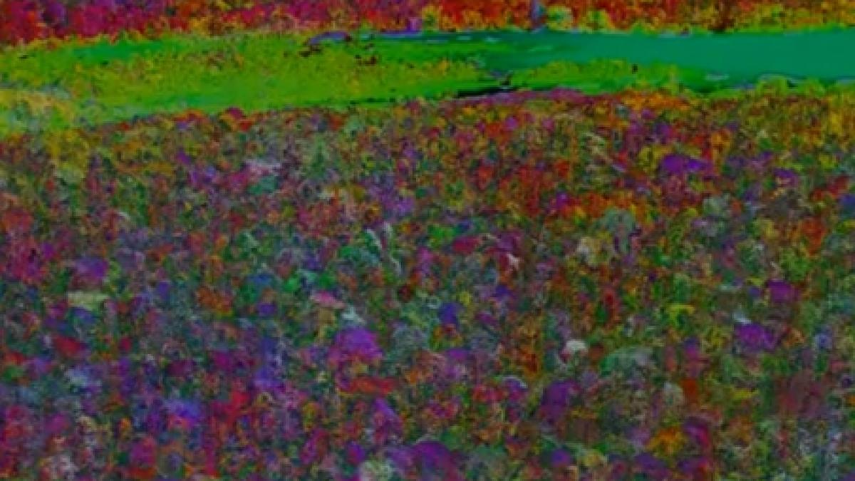 nu ai mai vazut o asa vezi spectacolul unic de culoare al padurii amazoniene