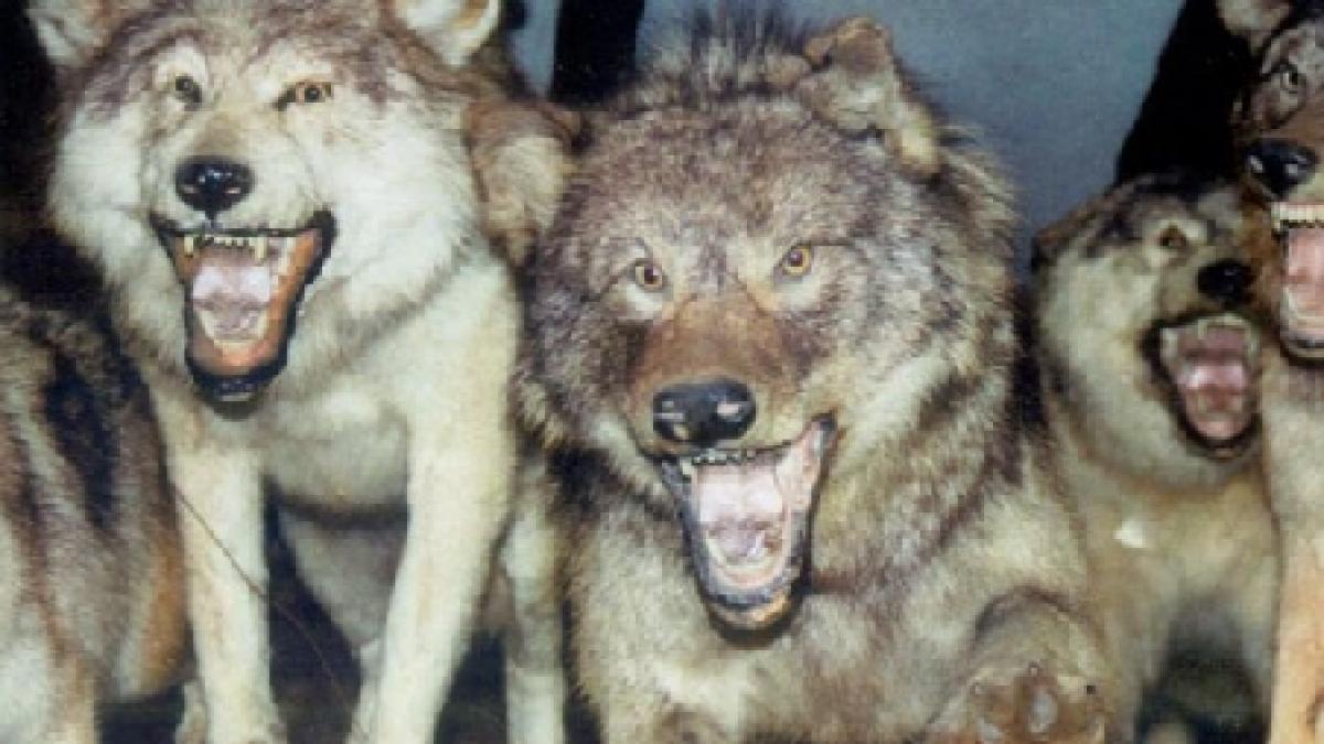 oras din rusia terorizat de o haita de lupi animalele au fugit in padure dupa ce politistii au