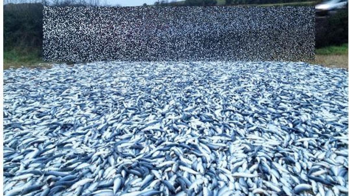 inmultirea pestilor pe un drum national minunea biblica ce a lasat sute de oameni cu gura cascata