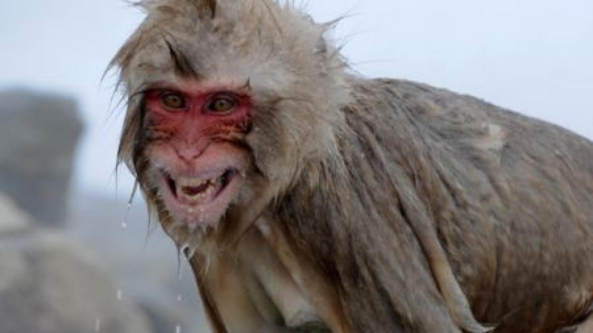 maimutele vesele din kazahstan sunt tratate cu vin fiert ca sa faca fata gerului mai bine