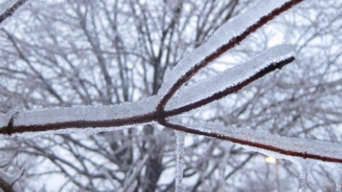 ministerul sanatatii 39 de romani au murit din cauza frigului