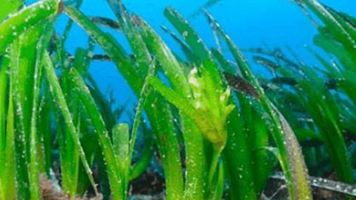 are peste 200 000 de ani si se afla pe fundul marii cel mai batran organism de pe terra