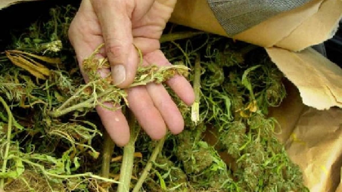 doi tineri din arad au fost arestati dupa ce au incercat sa vanda canabis intr un mall