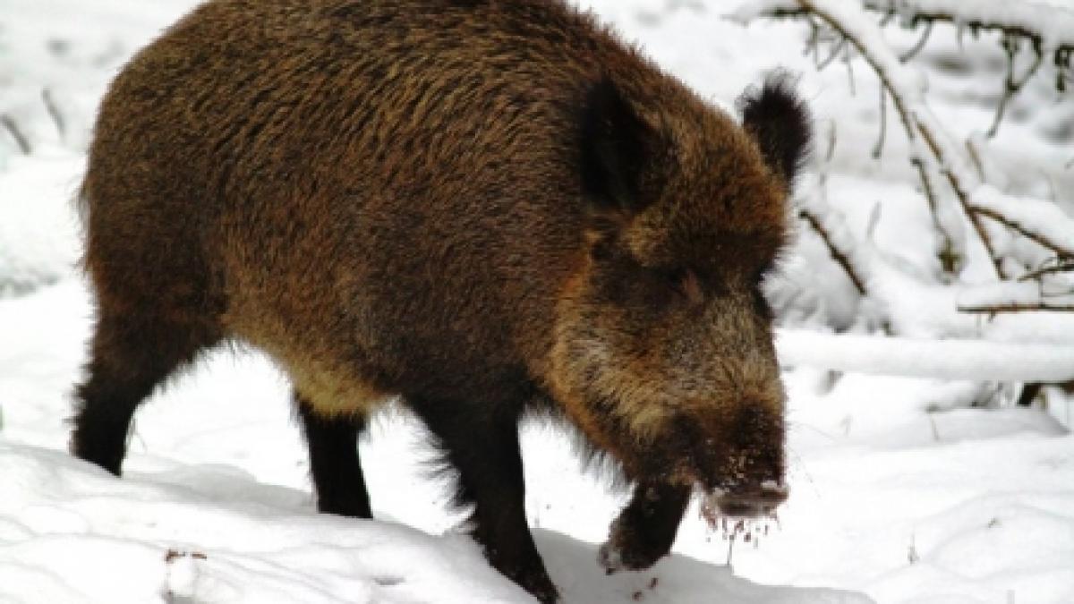 vrancea barbati raniti de un mistret in timp ce isi deszapezeau curtea