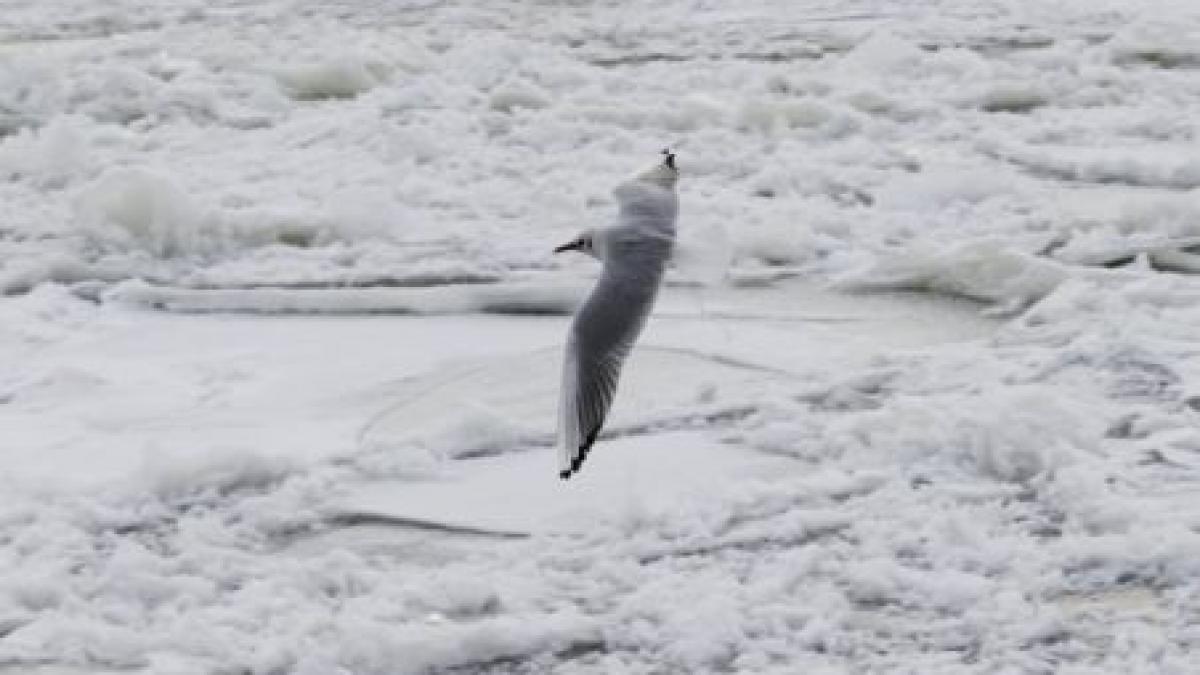 zeci de pasari moarte de frig si foame pe litoral