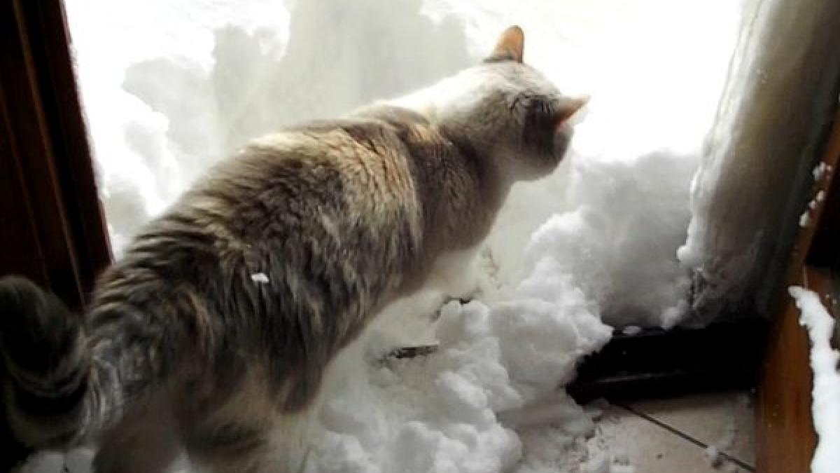 si pisicile deszapezesc nu i asa