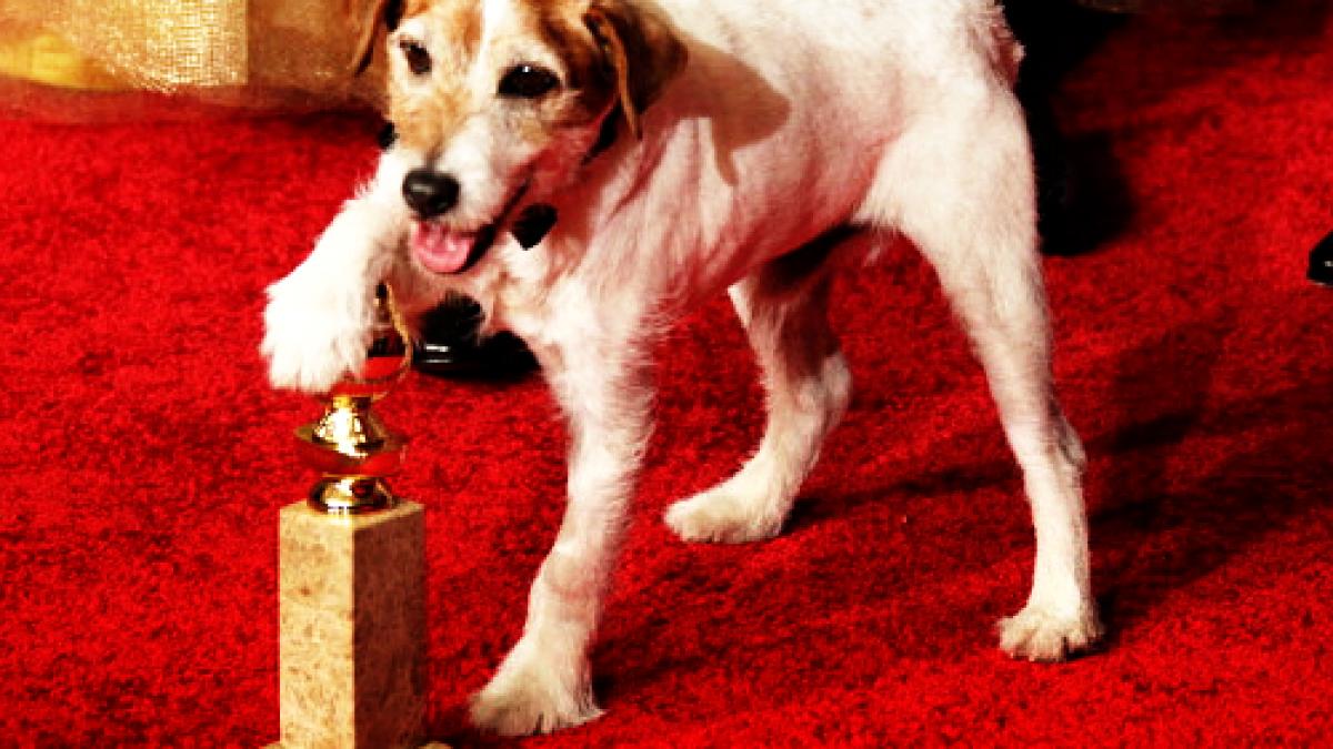 cainele uggie premiat cu zgarda de aur pentru rolul din the artist