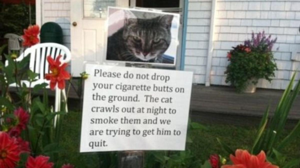 pisica fumatoare vecinul care si a pus parola la net si razboiul rufelor cele mai amuzante biletele