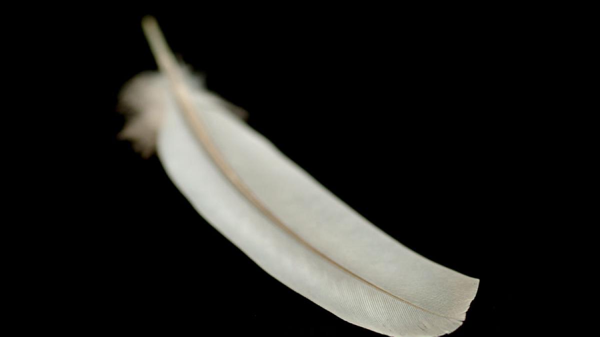 clientii unui spa din madrid platesc 60 de dolari pentru a fi gadilati