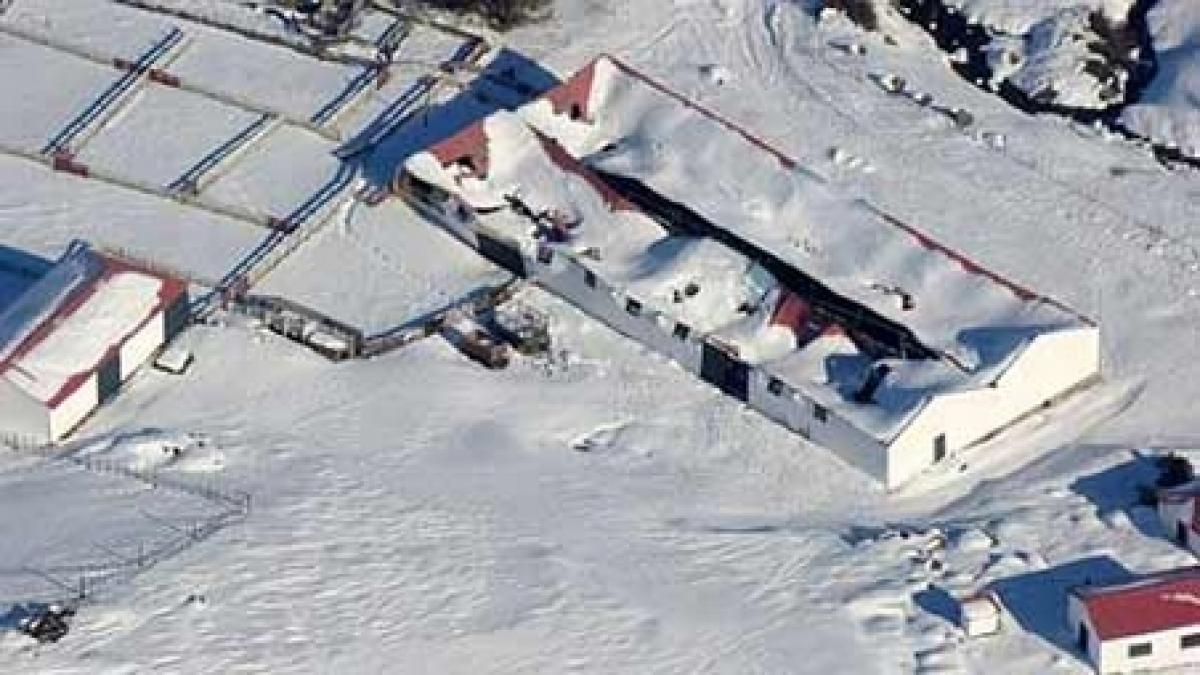 culturile de rapita din tara au fost distruse de vremea rea