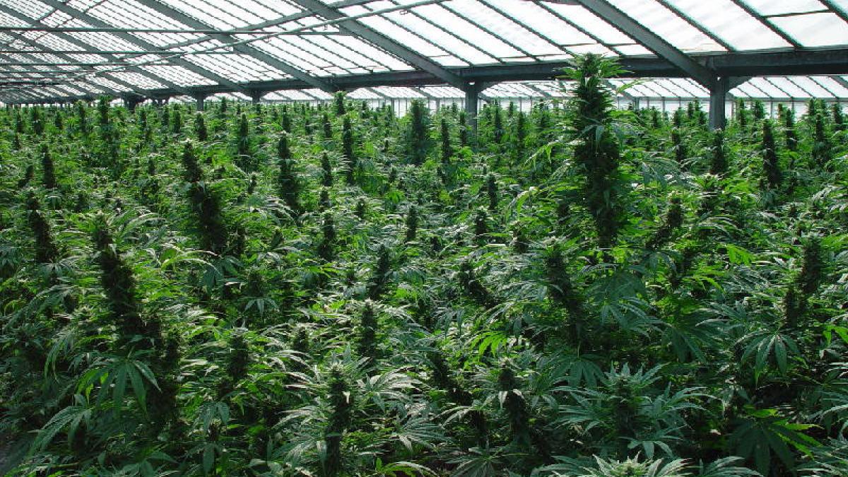 nepoata unui vicepresedinte de consiliu judetean arestata 29 de zile pentru trafic de droguri