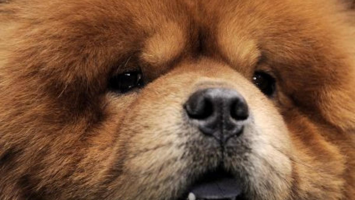 dogtv primul post de televiziune pentru caini dogtv primul post de televiziune pentru caini