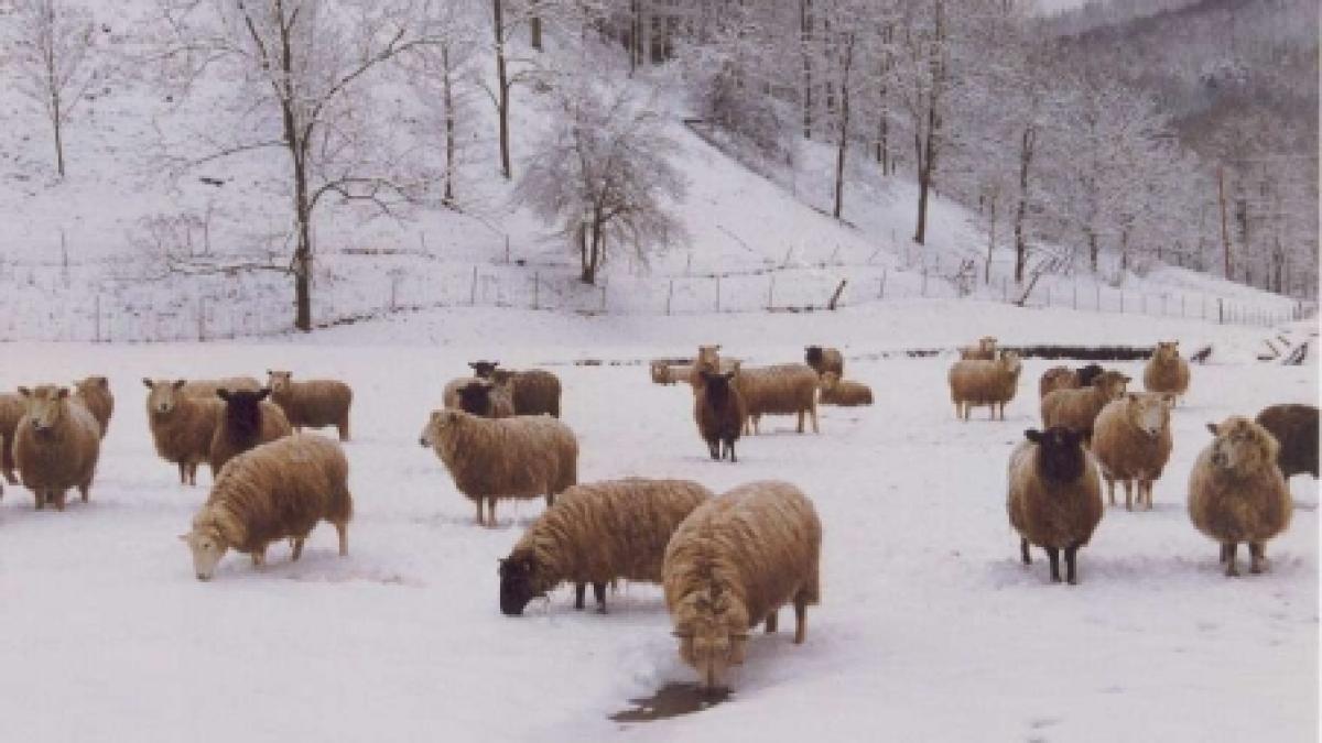 iasi ciobanii din satul cozia nu s au lasat invinsi de iarna
