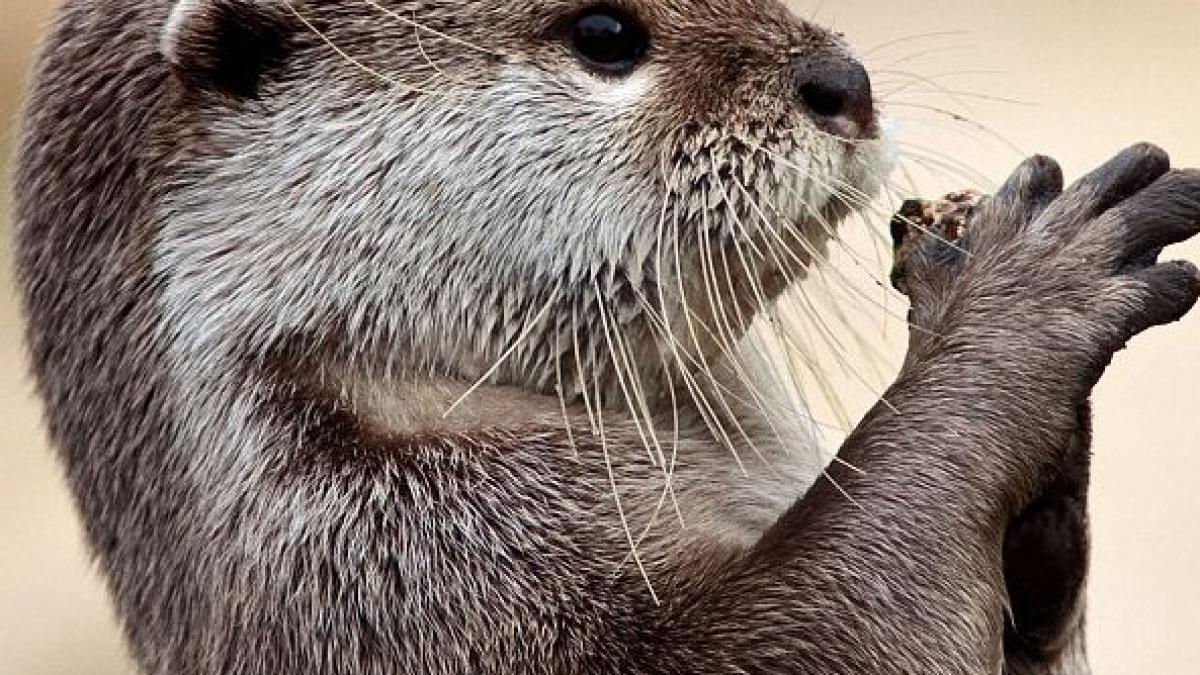 mareste imaginea si vei gasi detaliul care a impresionat sute de mii de oameni lectia pe care ne o