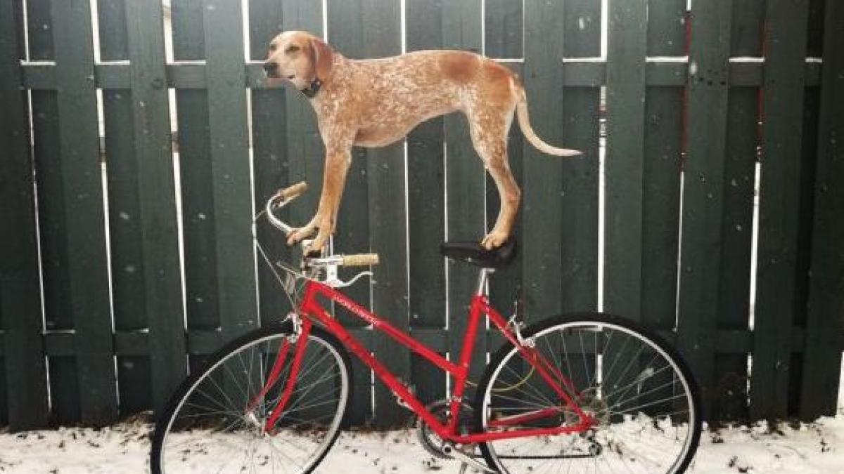 o aventura alaturi de cel mai bun prieten catelul care se catara pe sua