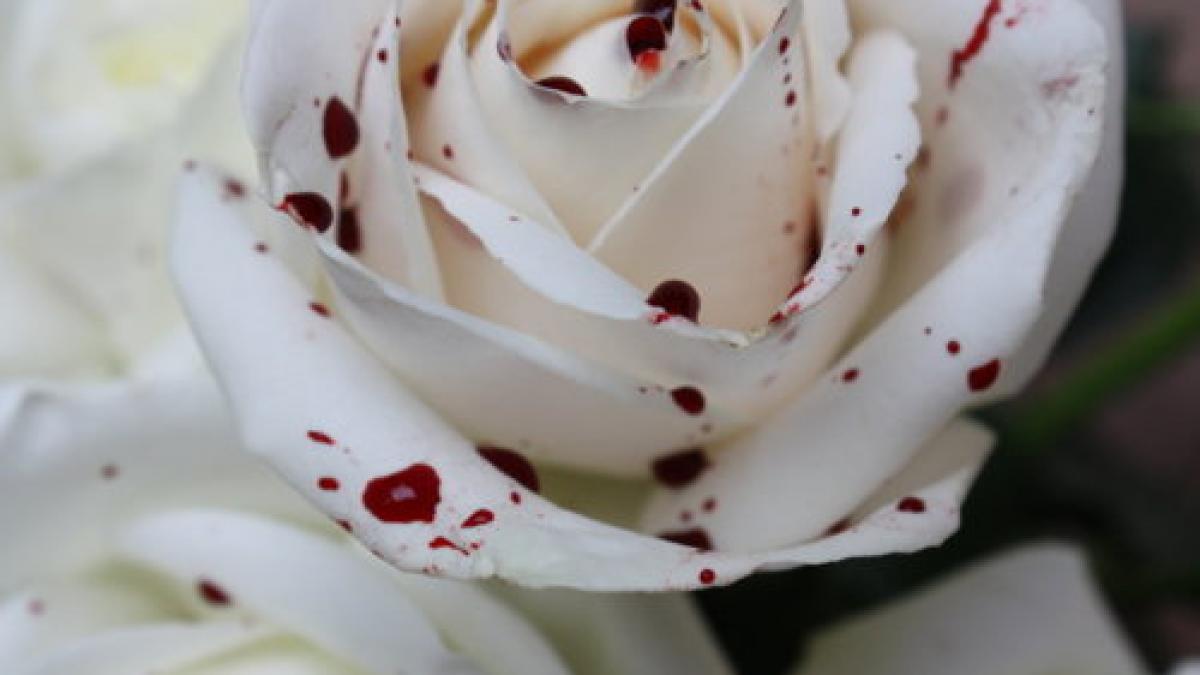 si a pictat portretul cu propriul sange vedeta care a socat lumea