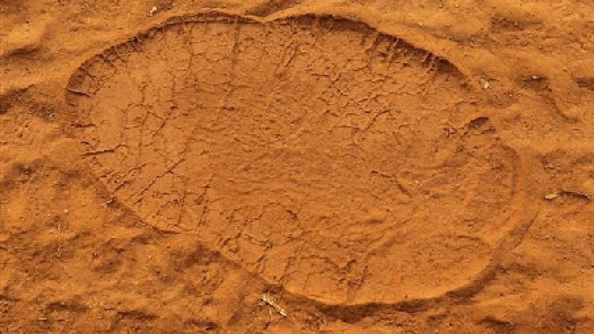 urmele unor elefanti vechi de 7 milioane de ani au fost descoperite in emiratele arabe unite