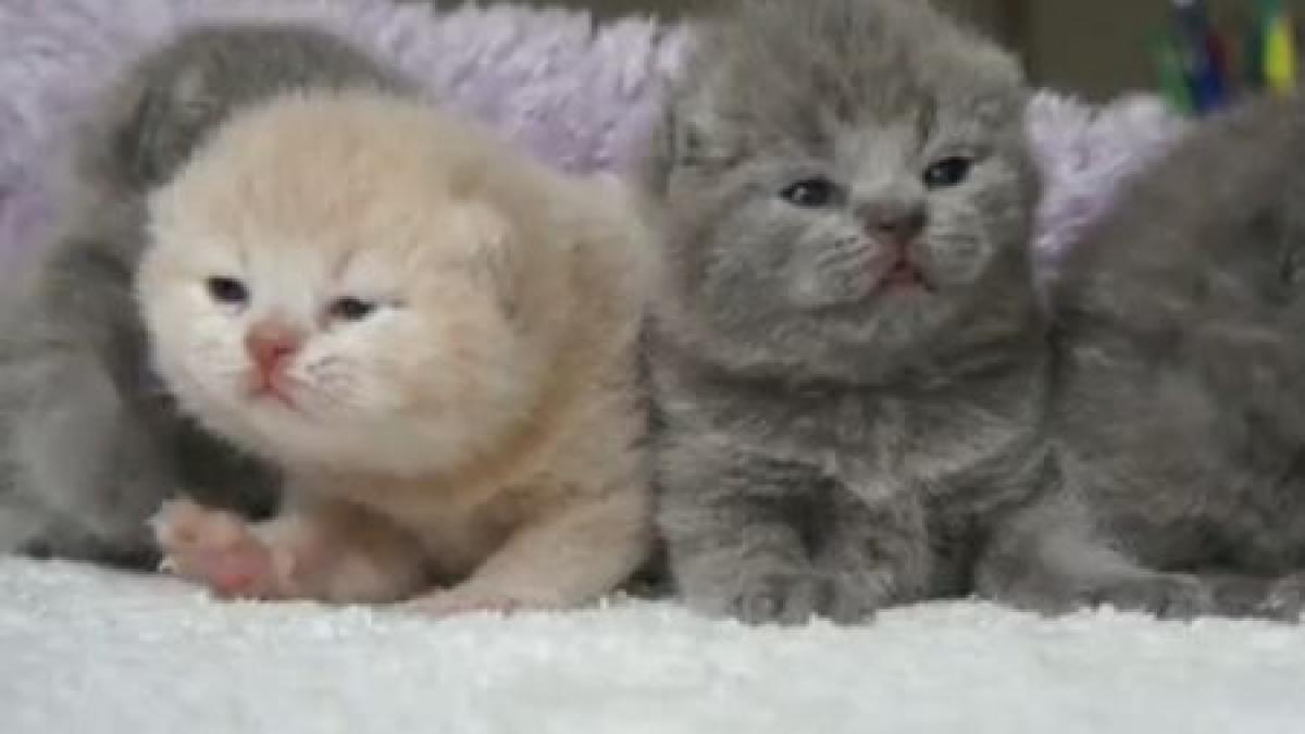 adorabil pur si simplu adorabil cum sa fii dragut fara sa depui efort