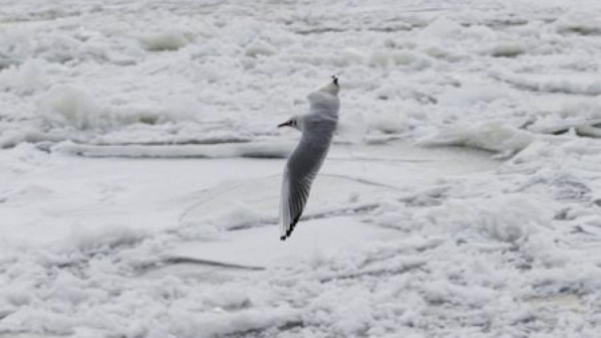 aproximativ 200 de pasari salbatice au murit din cauza gerului si a lipsei hranei in zona vadu