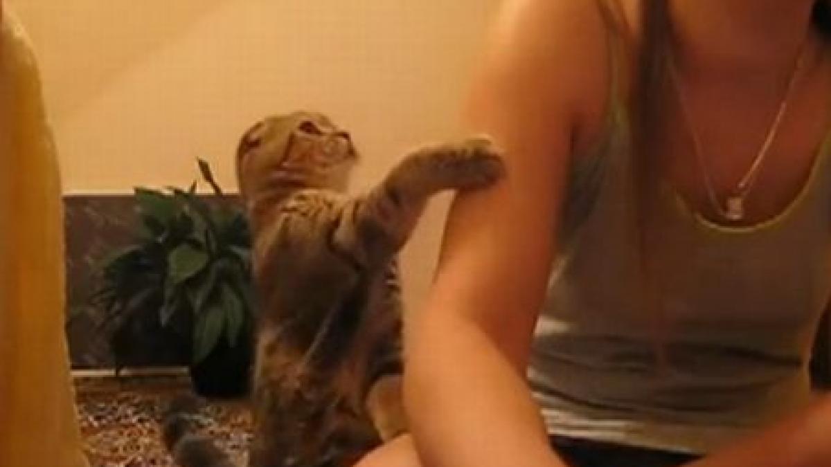 induiosator o pisica cere atentie stapanei sale