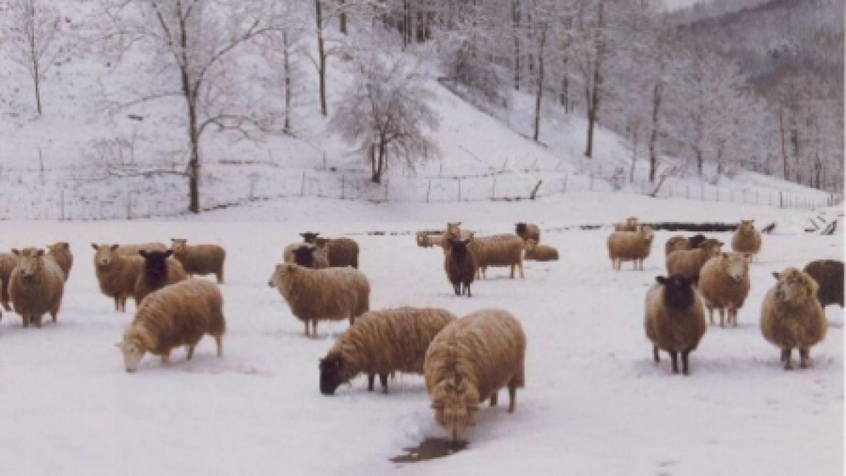 un cioban proaspat somer la 95 de ani abia asteapta sa se intoarca la munca