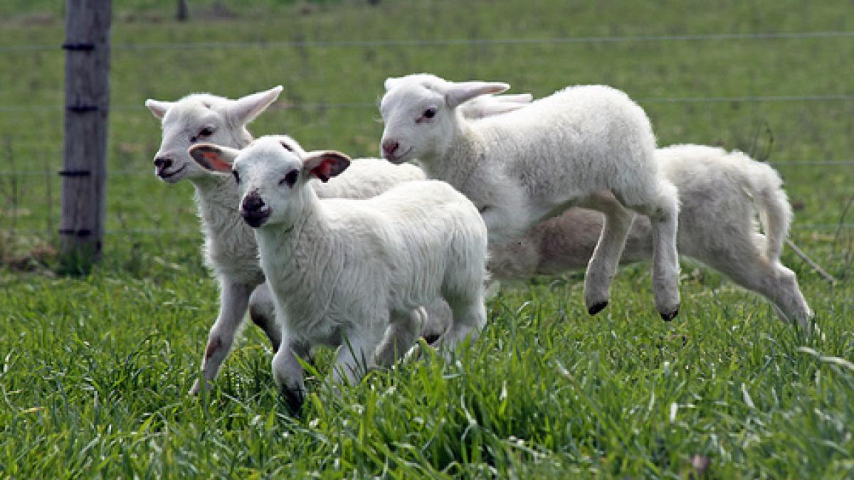 ciobanii isi fac socotelile pentru paste mieii mai mici si mai scumpi