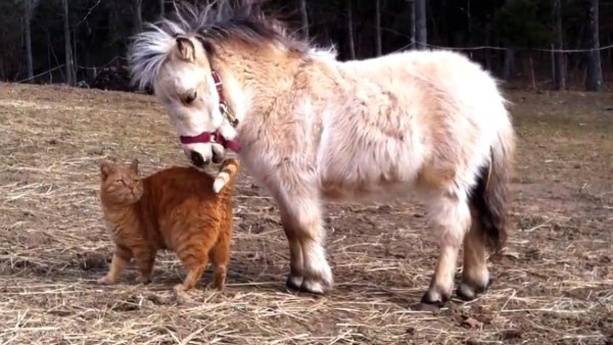 nu o sa iti vina sa crezi cu cine s a imprietenit garfield