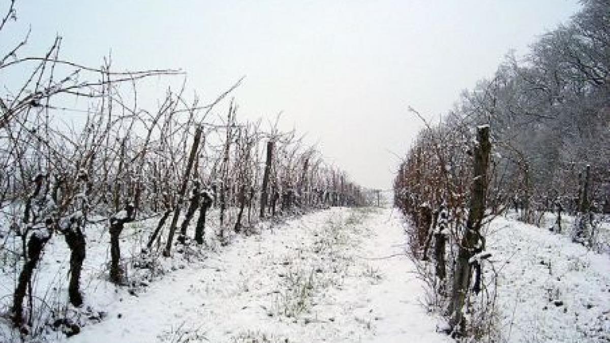 isarescu despre greutatile producatorilor de vin taxele iti scot ochii din cap