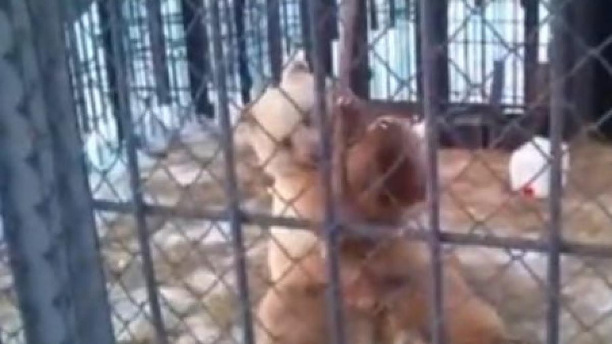 maestru de kung fu inedit un urs impresioneaza cu abilitatile sale de arte martiale