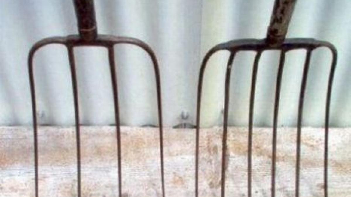 a trait doi ani cu o gaura de 12 cm in cap medicii socati cand a ajuns la spital