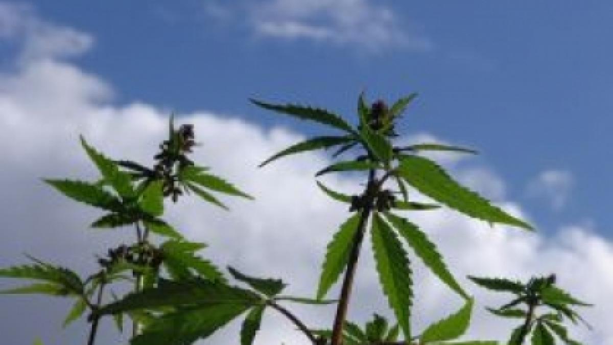 nepoata vicepresedintelui consiliului judetean valcea ramane in arest