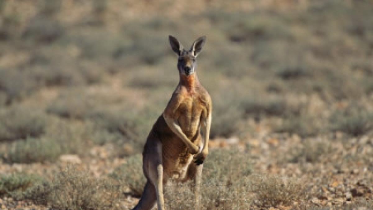 o familie din texas lupta sa pastreze un cangur in varsta de sase luni