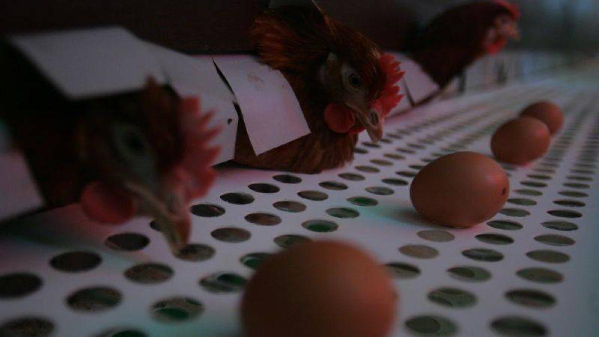 gaina este un organism viu care produce in continuare judecata de valoare facuta de ministrul