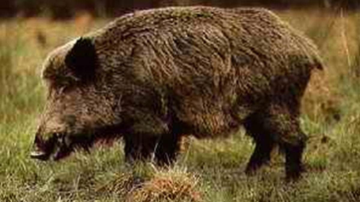 un iesean si un bacauan la spital dupa ce au fost muscati de mistreti