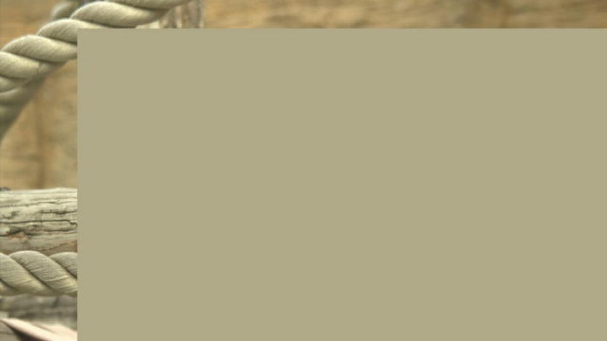 pentru domnii care apreciaza un bust generos imaginea le va face invidioase chiar si pe cele mai