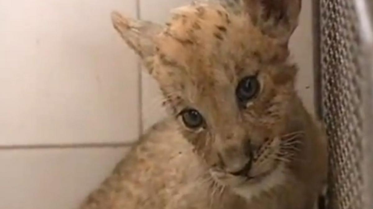 un pui tigon noua vedeta a unei gradinii zoologice din estul chinei