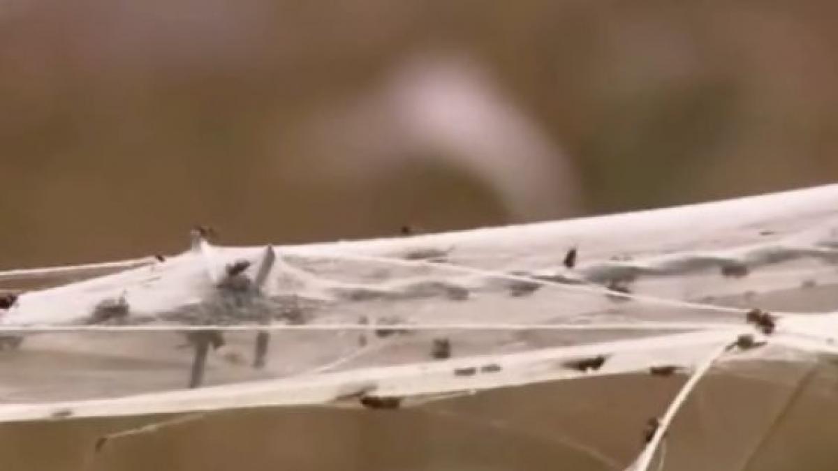 apocalipsa arahnidelor un oras intreg din australia acoperit de panze de paianjen