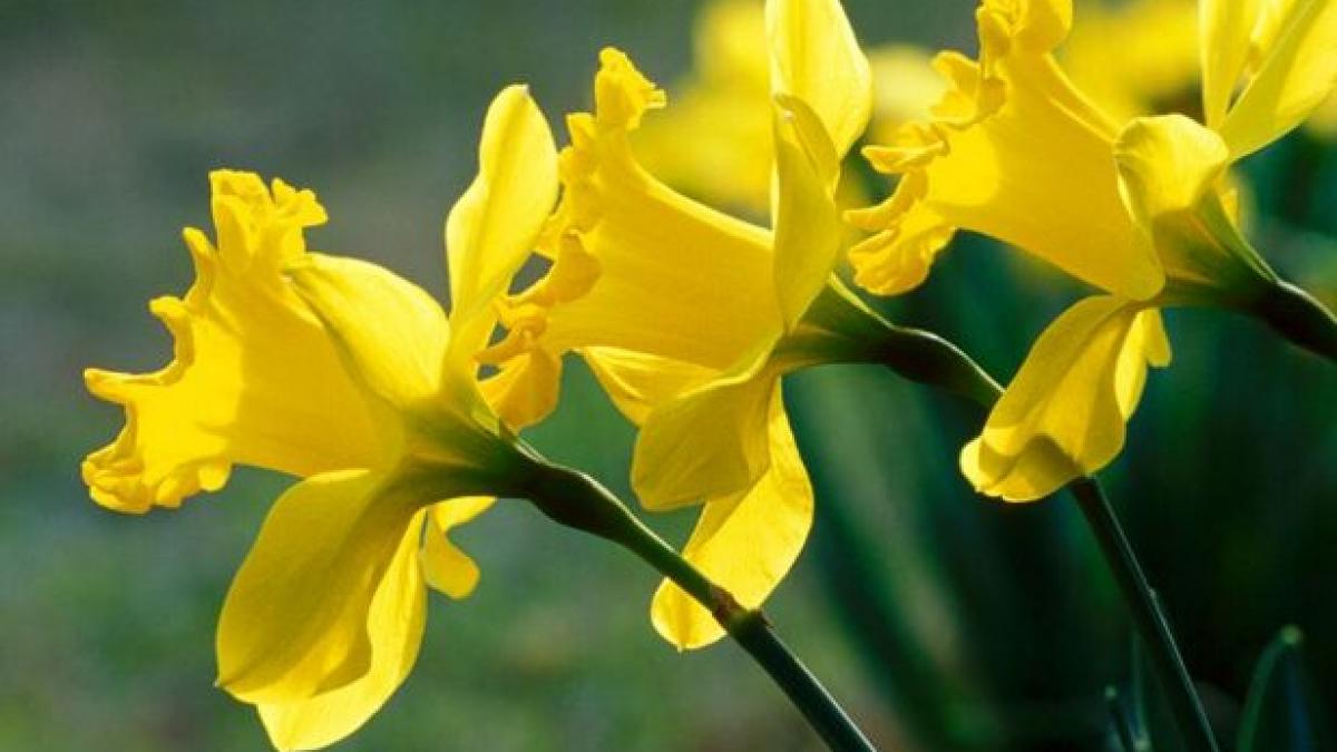 ce primesc de 8 martie iubitele si mamele milionarilor romani