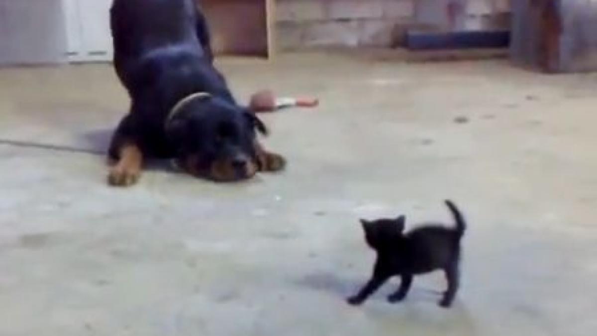 care e mai curajos puiul de pisica sau cainele mare si fioros raspunsul te va surprinde