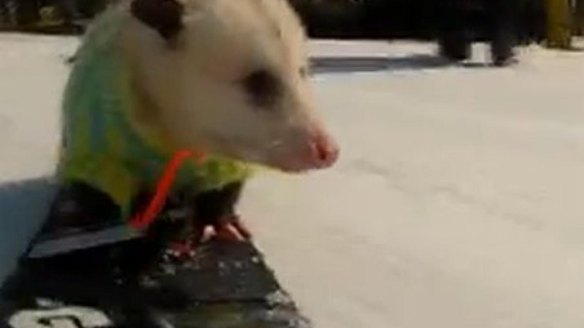de necrezut vezi aici cel mai bun snowboarder oposum