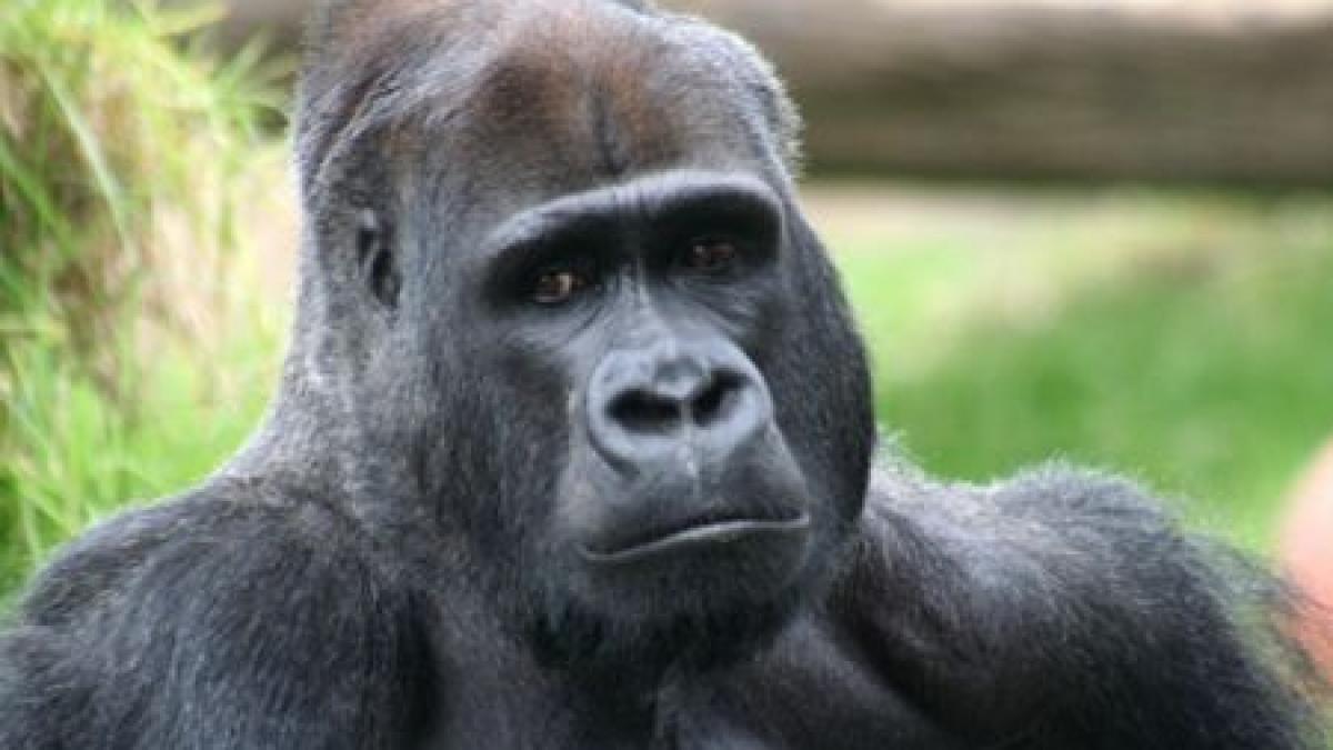ne asemanam cu gorilele mai mult decat credeam cercetatorii i au descifrat genomul