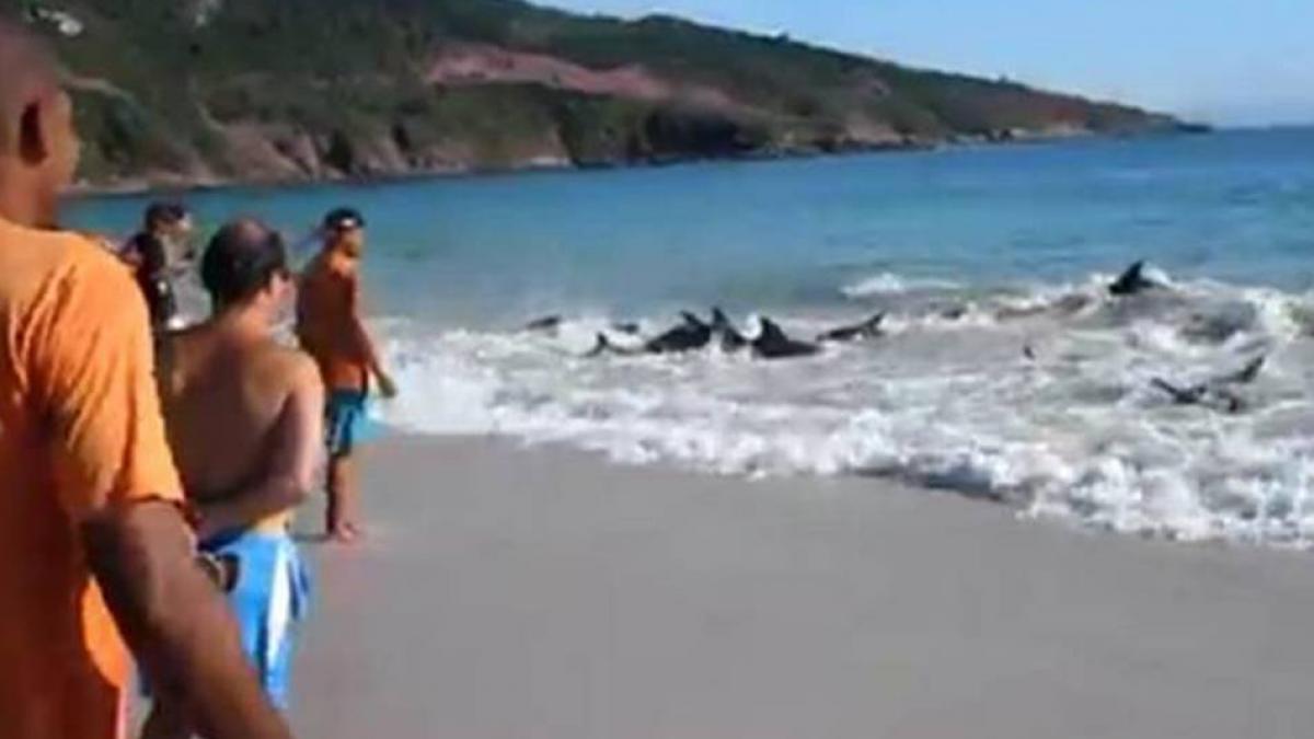 salvarea dramatica a 30 de delfini esuati pe plaja