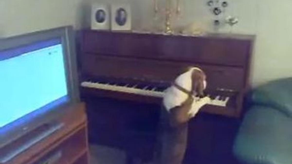 adorabil un caine se joaca cantand la pian