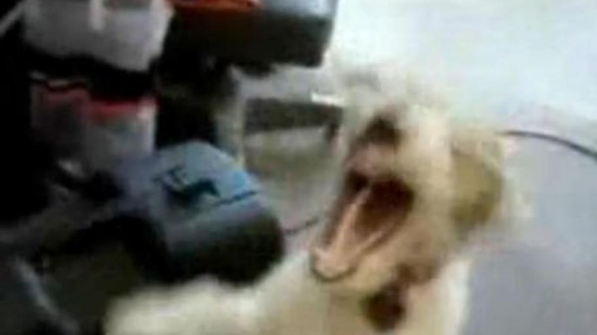 deloc dragalas un caine care asculta black metal